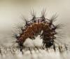 Acronicta rumicis